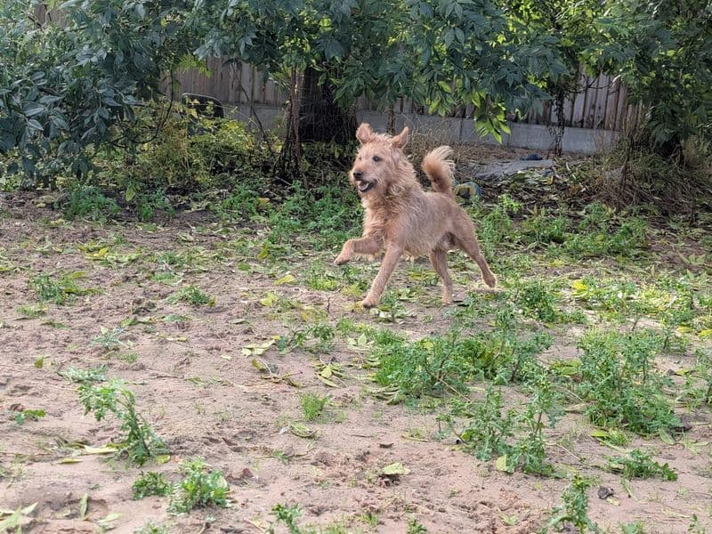 Beagle - Lakeland Terrier rescue dog