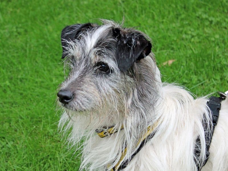 Benji - Yorkshire Terrier rescue dog