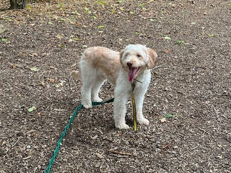 Blake Shelton - Miniature Poodle rescue dog