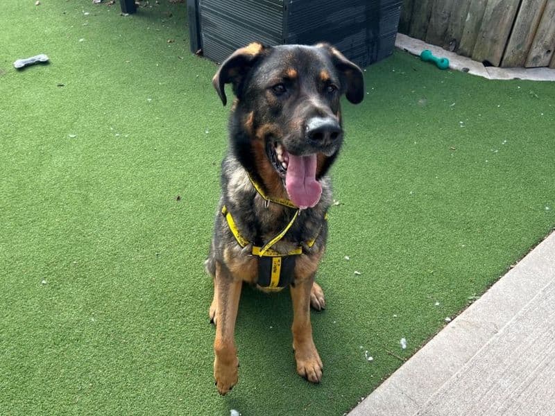 Bramble - German Shepherd Dog Cross available for adoption