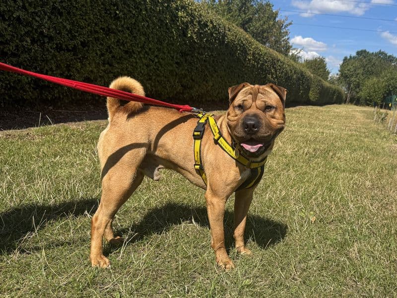 Charles - Shar Pei rescue dog
