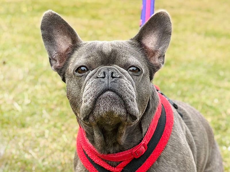 Coco - French Bulldog available for adoption