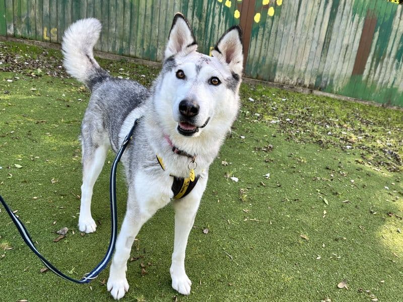 Evie