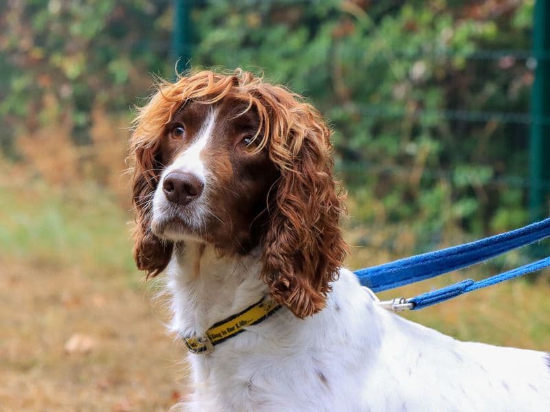 Gabi - English Springer Spaniel available for adoption