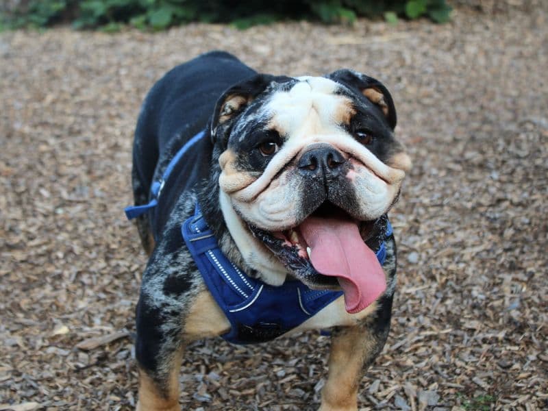 Gus