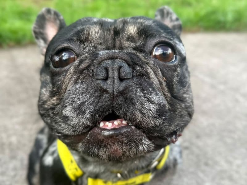 Hugo