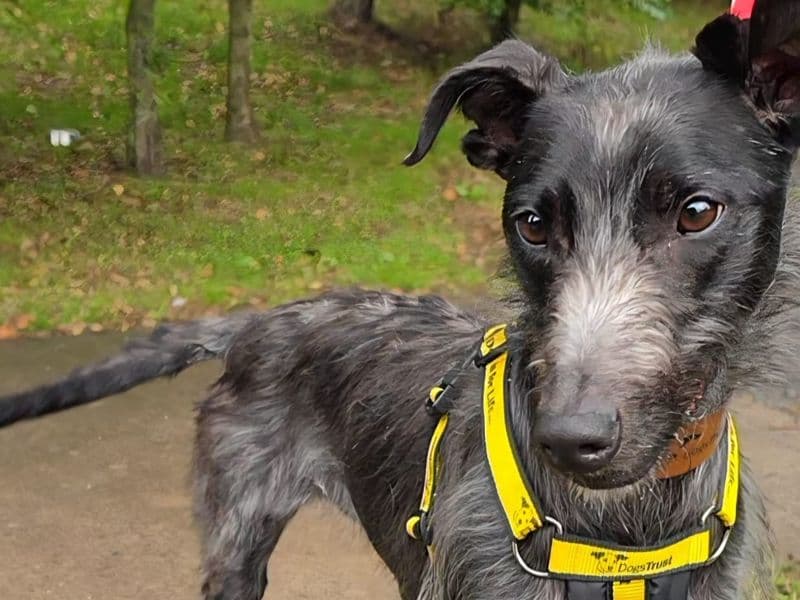 Jenny - Whippet rescue dog