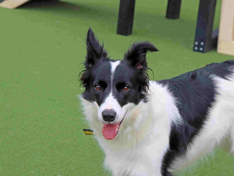 Lassie