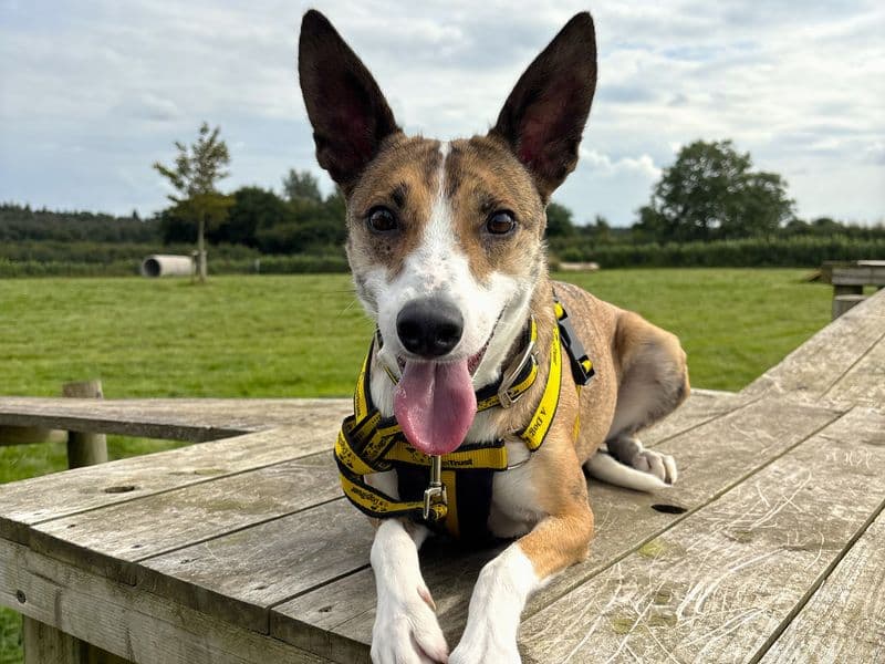 Little Gem - Whippet rescue dog