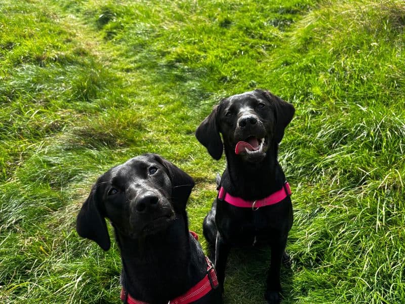 Lola & Maisie