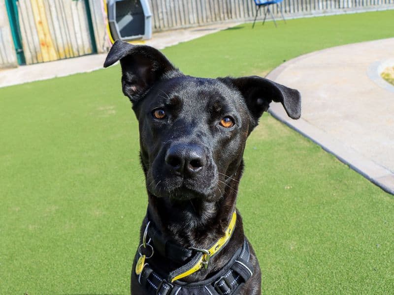 Luna - Belgian Shepherd Dog rescue dog