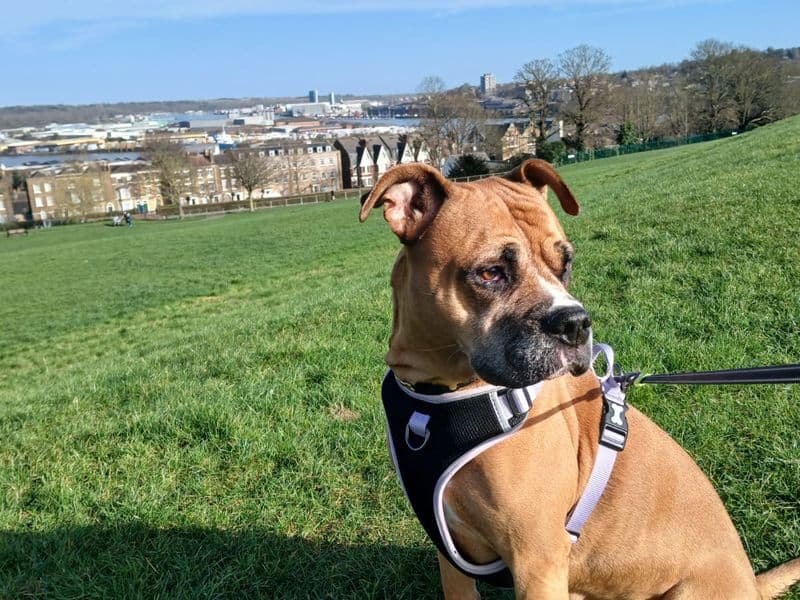 Mia - Boxer rescue dog