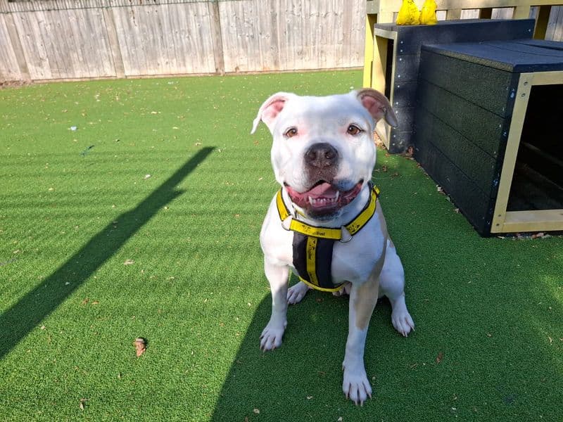 Orla - American Bulldog rescue dog