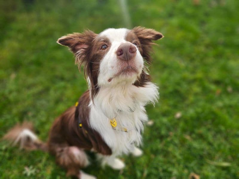 Rascal