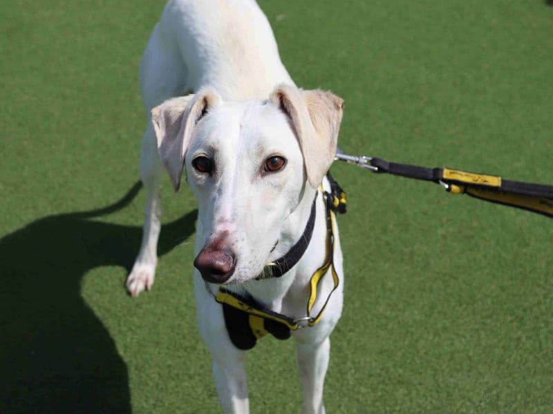 Rico - Saluki rescue dog