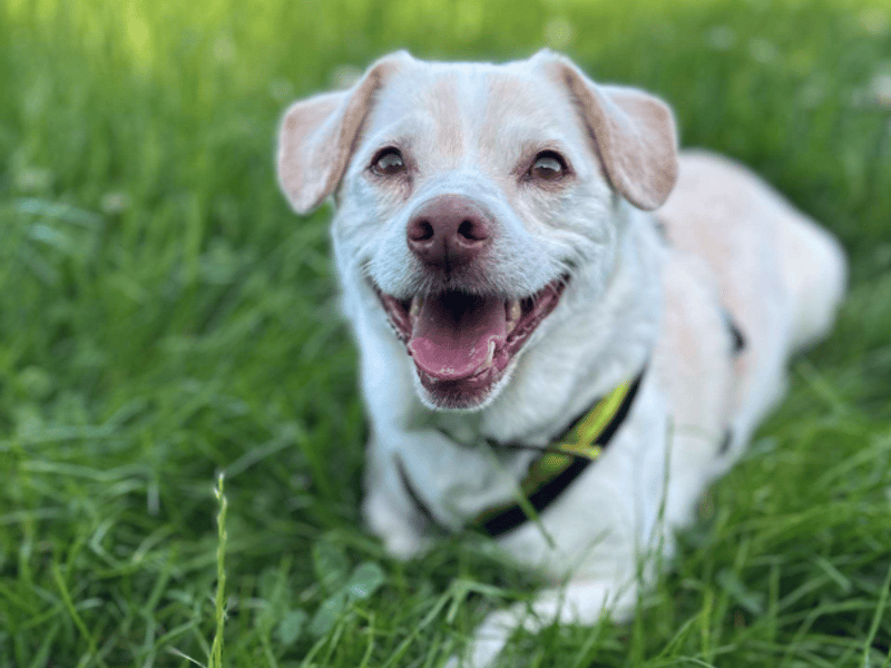 Roscoe