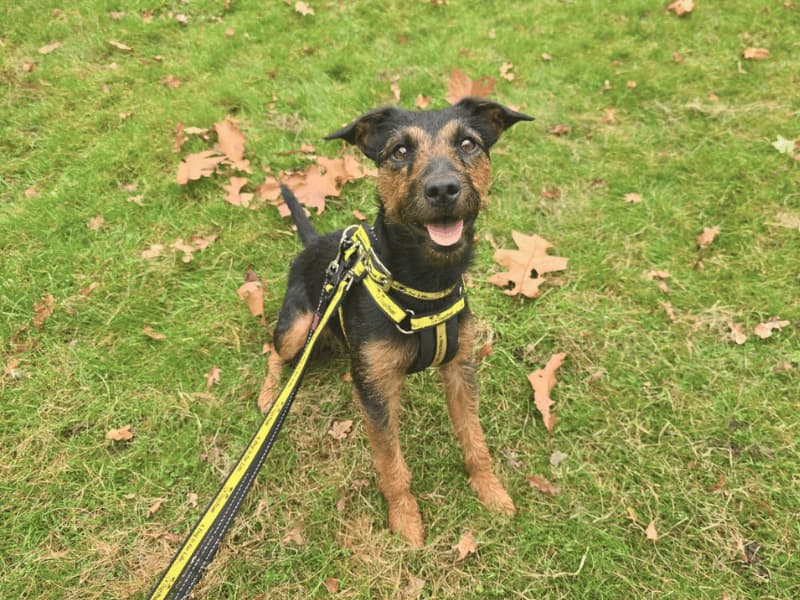 Skye - Lakeland Terrier rescue dog