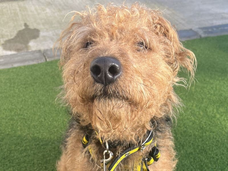 Smudge - Lakeland Terrier rescue dog