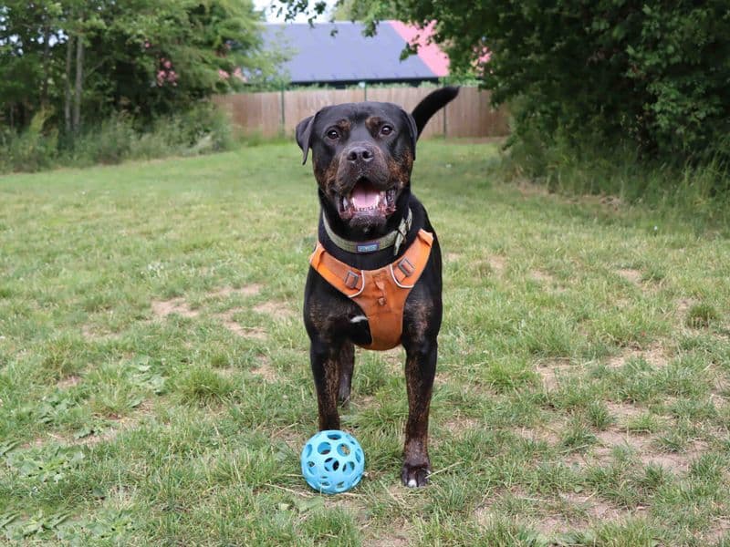 Tank - Mastiff rescue dog
