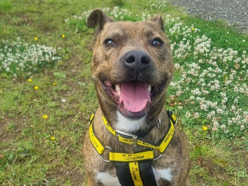 Wally - Staffordshire Bull Terrier Cross available for adoption