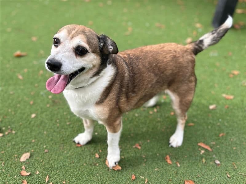 Xander - Jack Russell Terrier available for adoption