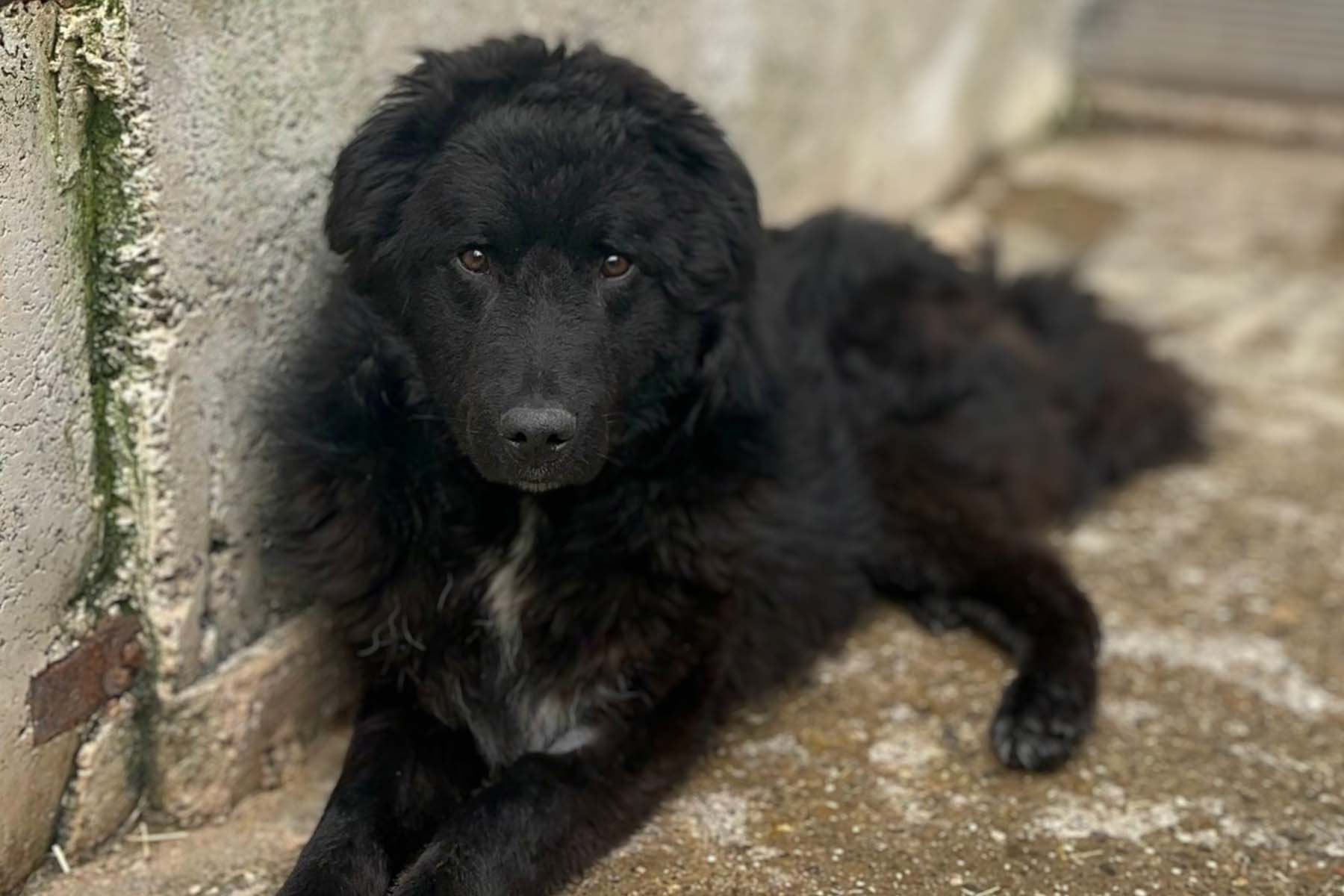 Apollo