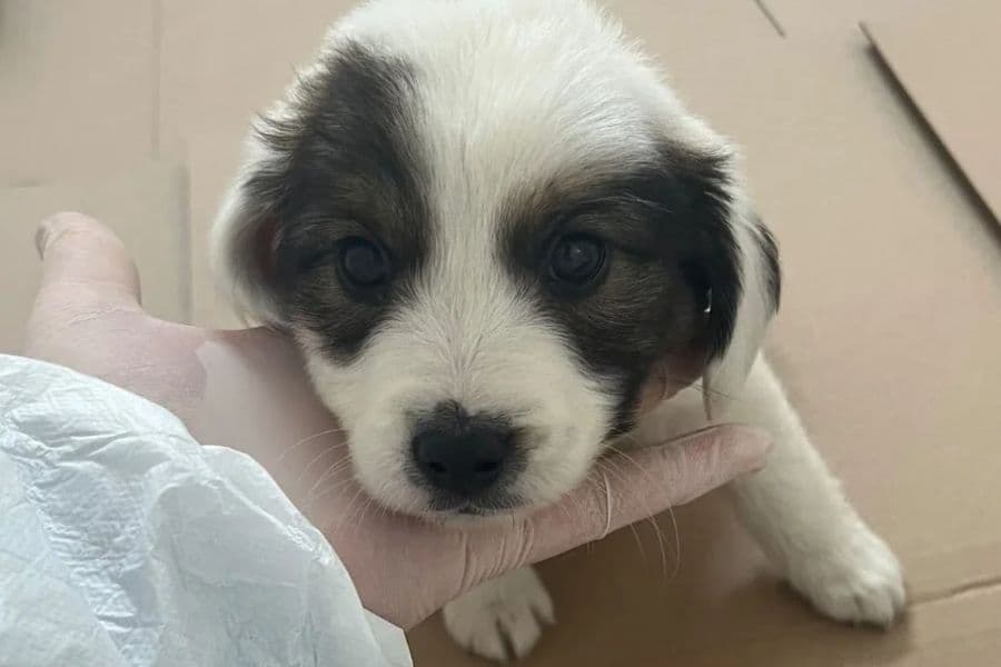 Benito