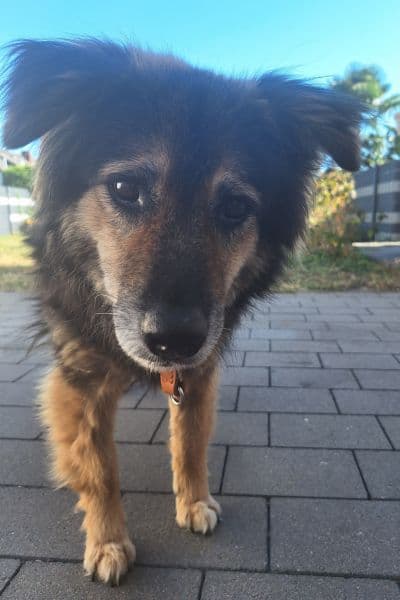Daisy