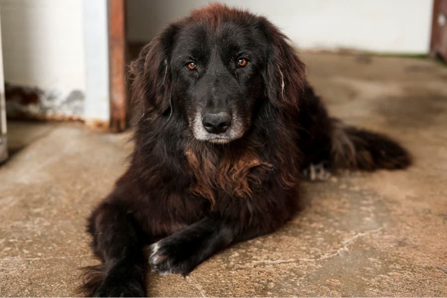 Floofer