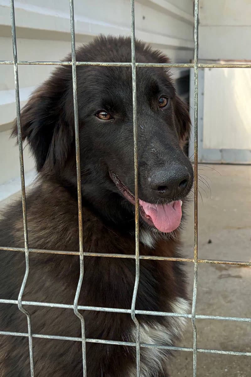 Max