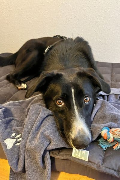 Oreo