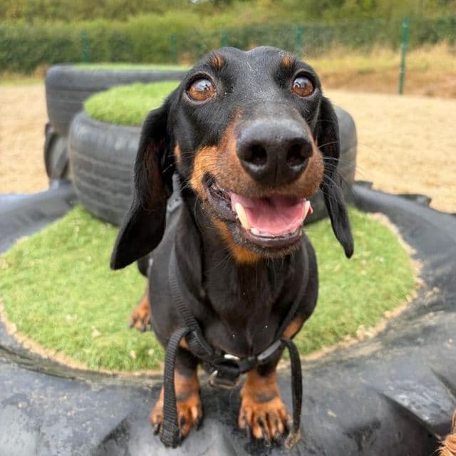 Archie