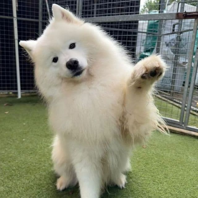 Chewwie - Samoyed rescue dog