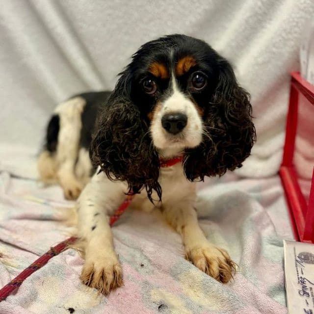 Jammie - Cavalier King Charles Spaniel available for adoption
