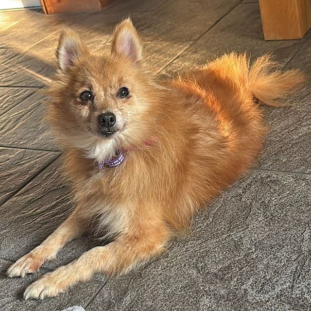 Juice - Pomeranian rescue dog
