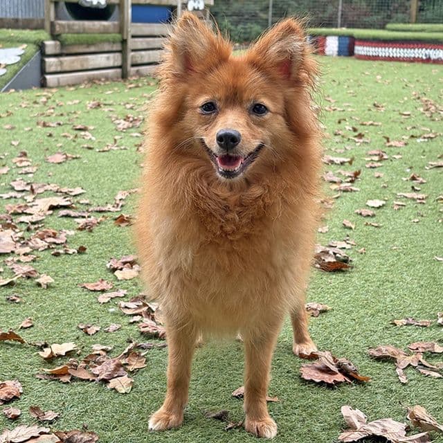 Louise - Pomeranian rescue dog