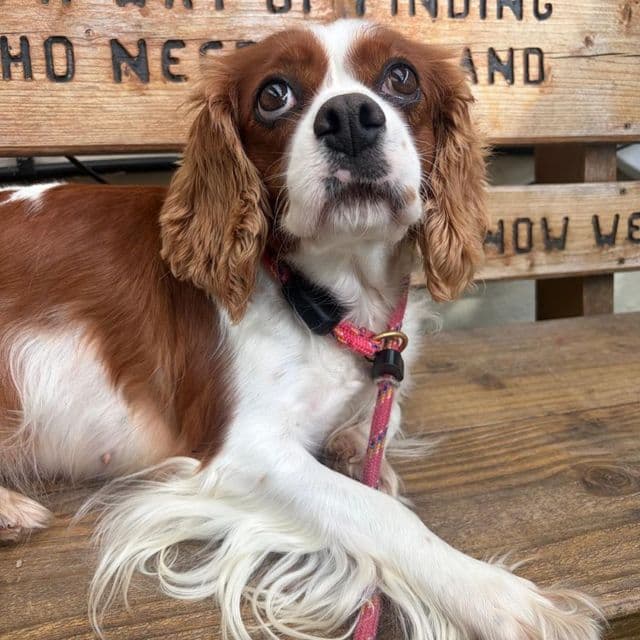 Maggie