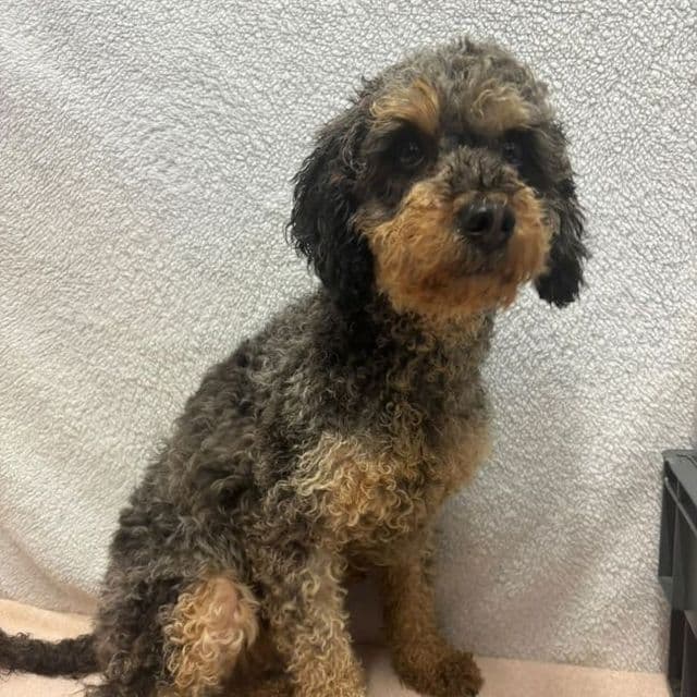 Pippin