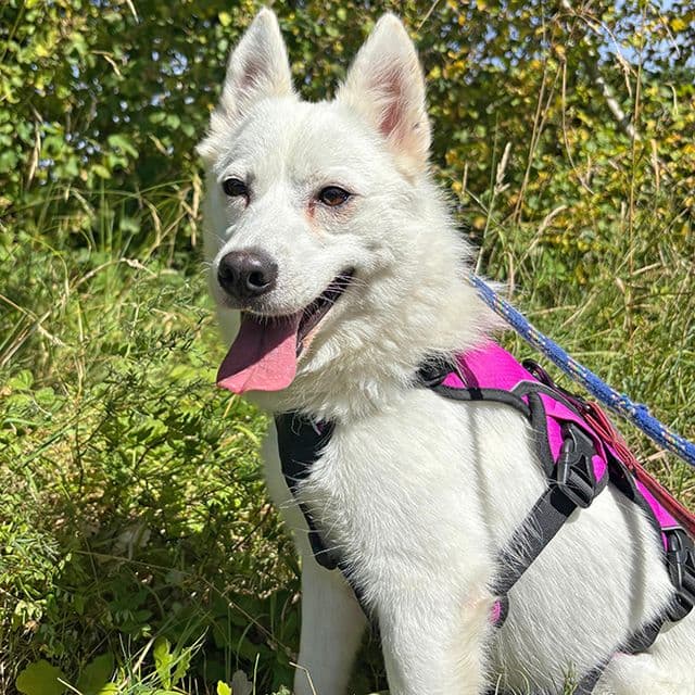 Pushkin - Samoyed rescue dog