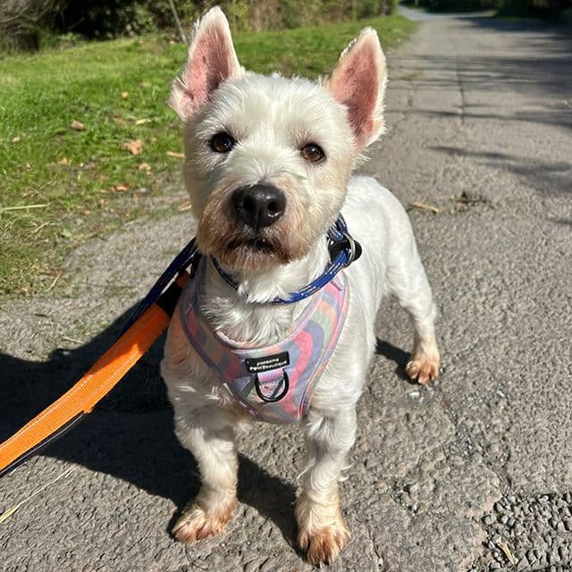 Tammy