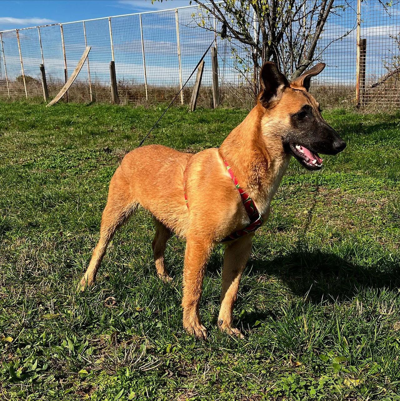Nala