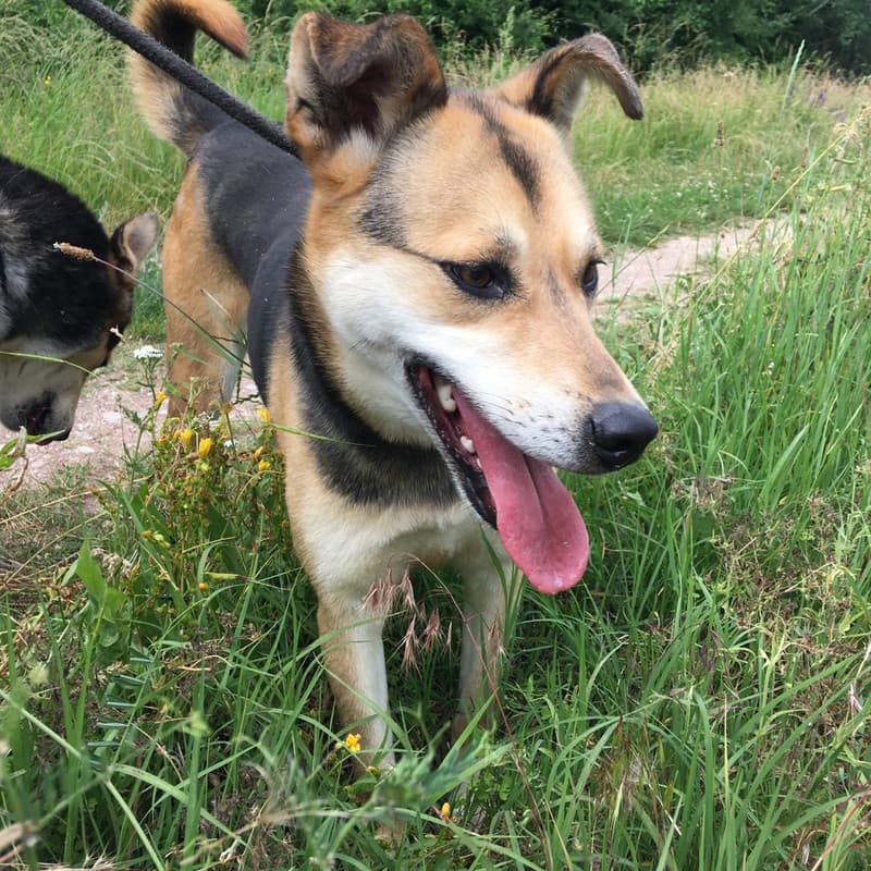Stella