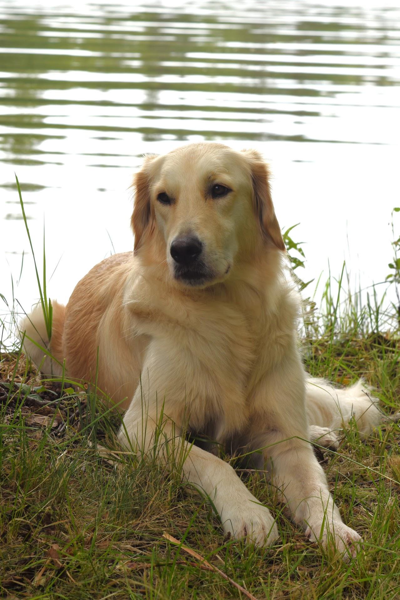 Harley rescue dog happy and confident at summer cottage