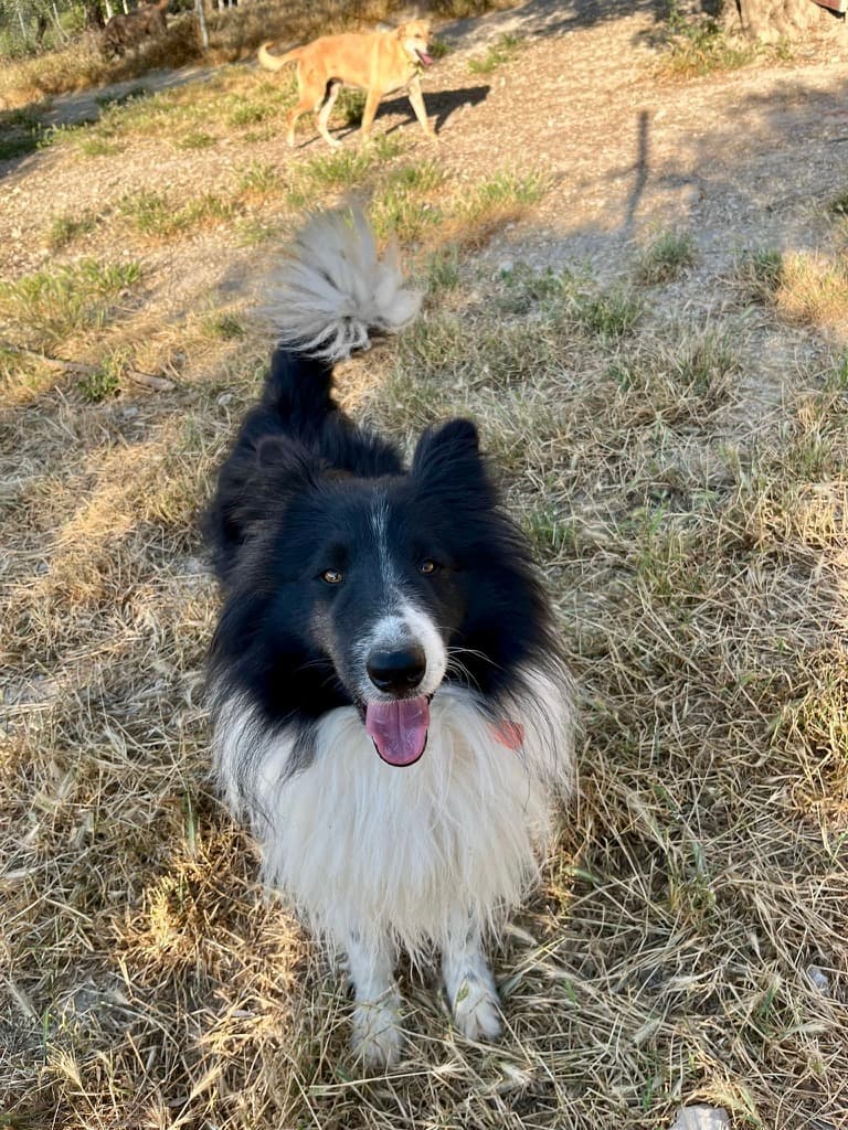 Alfie