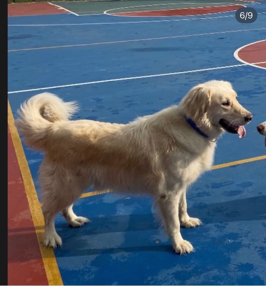 Buddy