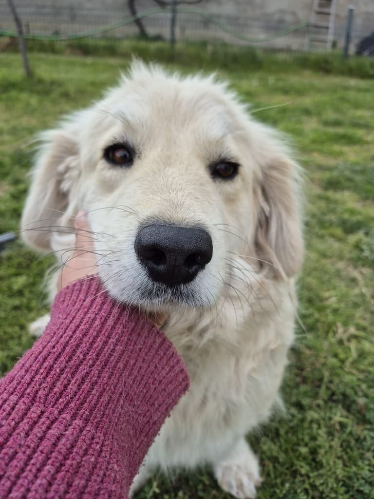 Maeva