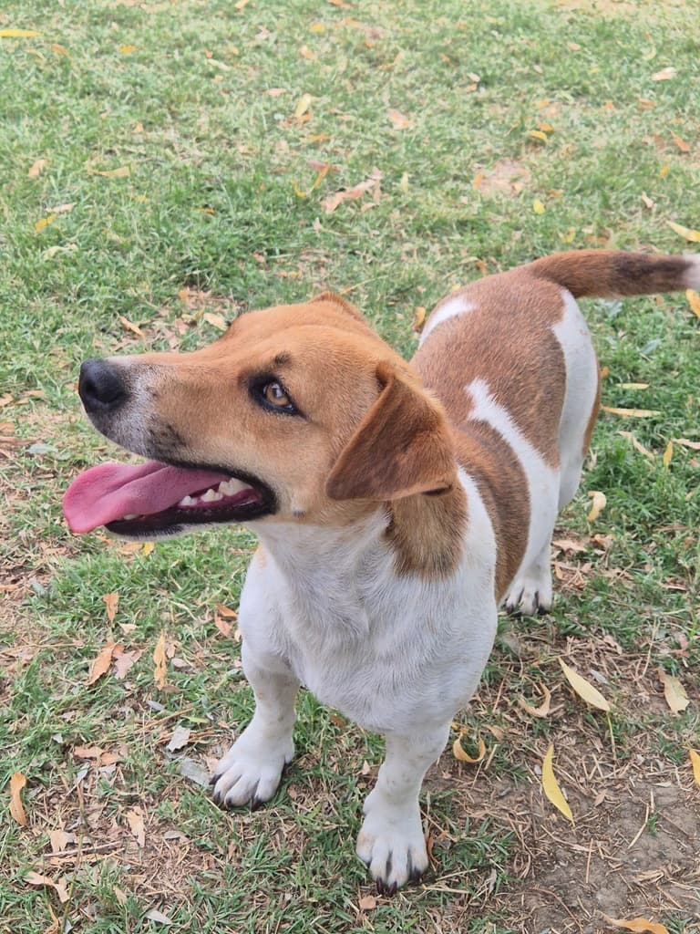 Penny