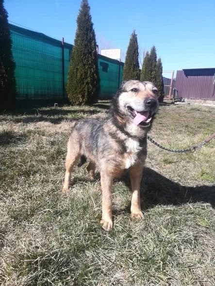 Athena - Dog available for adoption