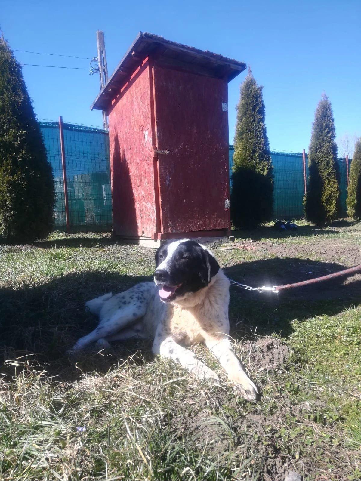 Rocco