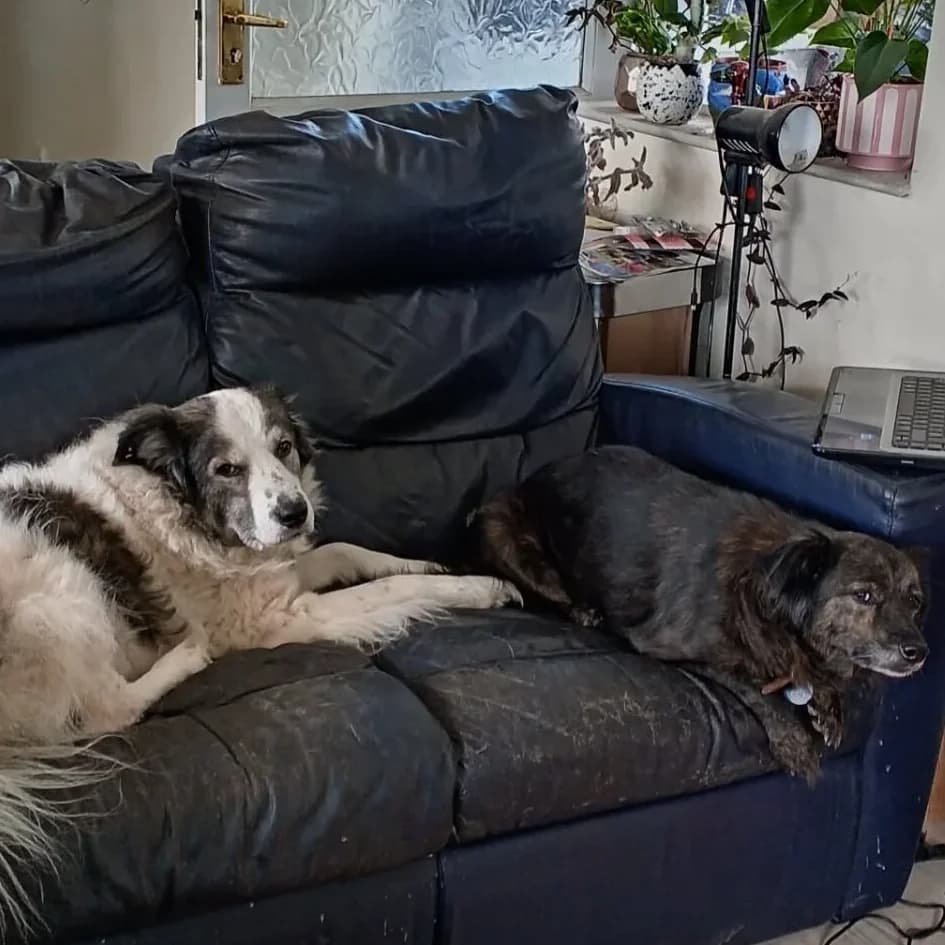 Lilly Lulu